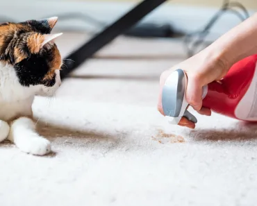 Is Your Carpet Stained? Common Household Items that Can Wipe Away Carpet Stains